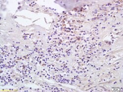 CCL5/RANTES Rabbit anti-Human, Polyclonal, Bioss 100 &mu;L; Unconjugated:Antibodies,