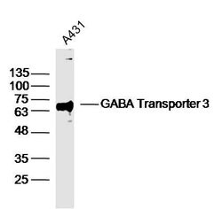 GABA Transporter 3/GAT 3 Rabbit anti-Human, Polyclonal, Bioss 100 &mu;L;