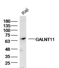GALNT11/GalNAc-T11 Rabbit anti-Human, Polyclonal, Bioss 100 &mu;L; Unconjugated:Antibodies,