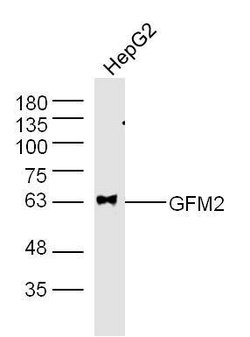 GFM2 Rabbit anti-Human, Polyclonal, Bioss 100 &mu;L; Unconjugated:Antibodies,