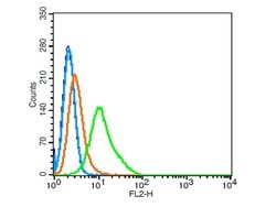 Giantin/GOLGB1 Rabbit anti-Human, Polyclonal, Bioss 100 &mu;L; Unconjugated:Antibodies,