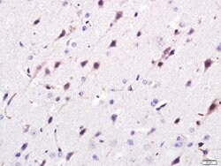 Giantin/GOLGB1 Rabbit anti-Human, Polyclonal, Bioss 100 &mu;L; Unconjugated:Antibodies,