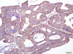Giantin/GOLGB1 Rabbit anti-Human, Polyclonal, Bioss 100 &mu;L; Unconjugated:Antibodies,