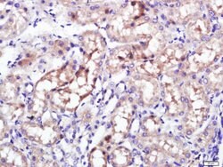 Giantin/GOLGB1 Rabbit anti-Human, Polyclonal, Bioss 100 &mu;L; Unconjugated:Antibodies,
