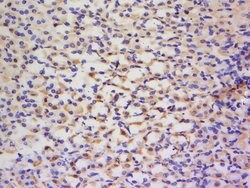 Glutamyl Prolyl tRNA synthetase/ProRS Rabbit anti-Human, Polyclonal, Bioss