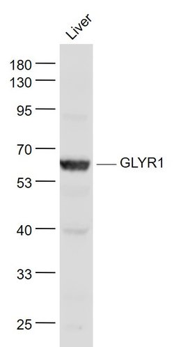 GLYR1/NP60 Rabbit anti-Human, Polyclonal, Bioss 100 &mu;L; Unconjugated:Antibodies,