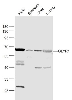 GLYR1/NP60 Rabbit anti-Human, Polyclonal, Bioss 100 &mu;L; Unconjugated:Antibodies,
