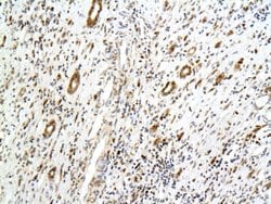 Podocalyxin Rabbit anti-Human, Polyclonal, Bioss 100 &mu;L; Unconjugated:Antibodies,