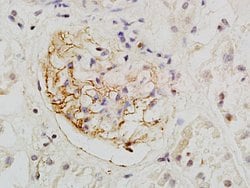 Podocalyxin Rabbit anti-Human, Polyclonal, Bioss 100 &mu;L; Unconjugated:Antibodies,