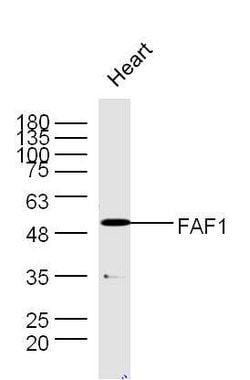 FAF1 Rabbit anti-Human, Polyclonal, Bioss 100 &mu;L | Buy Online | Bioss | Fisher Scientific