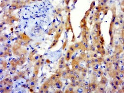 GPATCH3 Rabbit anti-Human, Polyclonal, Bioss 100 &mu;L; Unconjugated:Antibodies,