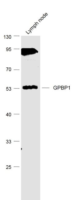 GPBP1/Vasculin Rabbit anti-Human, Polyclonal, Bioss 100 &mu;L; Unconjugated:Antibodies,