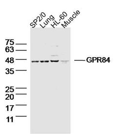 GPR84 Rabbit anti-Human, Polyclonal, Bioss 100 &mu;L; Unconjugated:Antibodies,