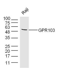 GPR103 Rabbit anti-Human, Polyclonal, Bioss 100 μL; Unconjugated:Antibodies,