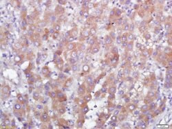 GPR110 Rabbit anti-Human, Polyclonal, Bioss 100 &mu;L; Unconjugated:Antibodies,