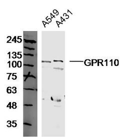 GPR110 Rabbit anti-Human, Polyclonal, Bioss 100 &mu;L; Unconjugated:Antibodies,
