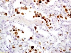 pan Granzyme Rabbit anti-Human, Polyclonal, Bioss 100 &mu;L; Unconjugated:Antibodies,