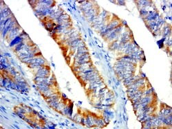 GPR31 Rabbit anti-Human, Polyclonal, Bioss 100 &mu;L; Unconjugated:Antibodies,