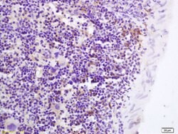 GPR43 Rabbit anti-Human, Polyclonal, Bioss 100 &mu;L; Unconjugated:Antibodies,
