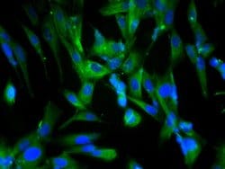 Beclin 1 Rabbit anti-Human, Polyclonal, Bioss 100 &mu;L; Unconjugated:Antibodies,