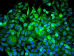 Beclin 1 Rabbit anti-Human, Polyclonal, Bioss 100 &mu;L; Unconjugated:Antibodies,