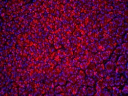Beclin 1 Rabbit anti-Human, Polyclonal, Bioss 100 &mu;L; Unconjugated:Antibodies,