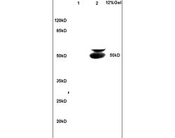 Beclin 1 Rabbit anti-Human, Polyclonal, Bioss 100 &mu;L; Unconjugated:Antibodies,