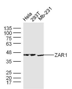 ZAR1/Zygote arrest protein 1 Rabbit anti-Human, Polyclonal, Bioss 100 &mu;L | Buy Online | Bioss | Fisher Scientific