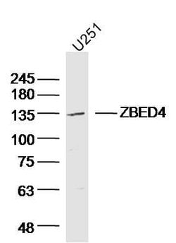 ZBED4 Rabbit anti-Human, Polyclonal, Bioss 100 &mu;L; Unconjugated:Antibodies,