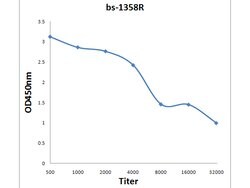 Ku-80 Rabbit anti-Human, Polyclonal, Bioss 100 &mu;L; Unconjugated:Antibodies,