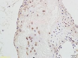 GADD45 Rabbit anti-Human, Polyclonal, Bioss 100 &mu;L; Unconjugated:Antibodies,