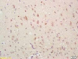 GADD45 Rabbit anti-Human, Polyclonal, Bioss 100 &mu;L; Unconjugated:Antibodies,