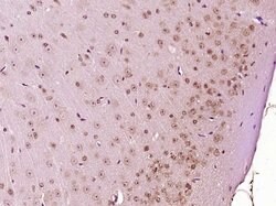 GADD45 Rabbit anti-Human, Polyclonal, Bioss 100 &mu;L; Unconjugated:Antibodies,