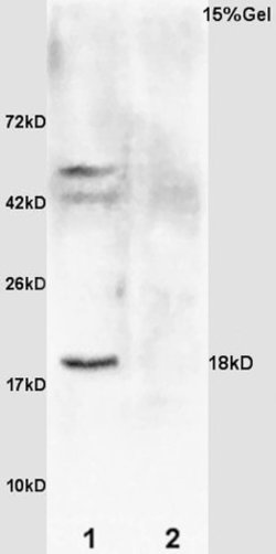 GADD45 Rabbit anti-Human, Polyclonal, Bioss 100 &mu;L; Unconjugated:Antibodies,
