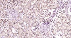 CLEC9A Rabbit anti-Human, Polyclonal, Bioss 100 &mu;L; Unconjugated:Antibodies,