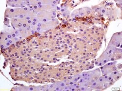 PHLDA1/TDAG51 Rabbit anti-Human, Polyclonal, Bioss 100 &mu;L; Unconjugated:Antibodies,