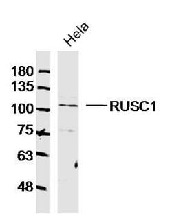 RUSC1 Rabbit anti-Human, Polyclonal, Bioss 100 &mu;L; Unconjugated:Antibodies,