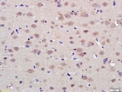PAG1 Rabbit anti-Human, Polyclonal, Bioss 100 &mu;L; Unconjugated:Antibodies,