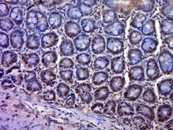 PAG1 Rabbit anti-Human, Polyclonal, Bioss 100 &mu;L; Unconjugated:Antibodies,