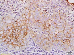 Claudin 10 Rabbit anti-Human, Polyclonal, Bioss 100 &mu;L | Buy Online | Bioss | Fisher Scientific