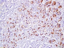 Claudin 19 Rabbit anti-Human, Polyclonal, Bioss 100 &mu;L; Unconjugated:Antibodies,