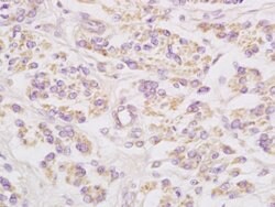 Connexin-32 Rabbit anti-Human, Polyclonal, Bioss 100 &mu;L; Unconjugated:Antibodies,