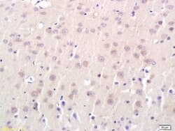 Connexin-32 Rabbit anti-Human, Polyclonal, Bioss 100 &mu;L; Unconjugated:Antibodies,