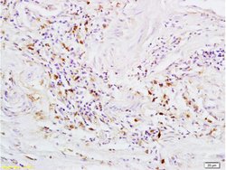 GPR30 Rabbit anti-Human, Polyclonal, Bioss 100 &mu;L; Unconjugated:Antibodies,