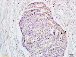 GPR30 Rabbit anti-Human, Polyclonal, Bioss 100 &mu;L; Unconjugated:Antibodies,