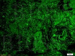 GPR30 Rabbit anti-Human, Polyclonal, Bioss 100 &mu;L; Unconjugated:Antibodies,