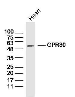 GPR30 Rabbit anti-Human, Polyclonal, Bioss 100 &mu;L; Unconjugated:Antibodies,