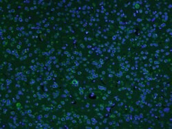 AKAP12/Gravin Rabbit anti-Human, Polyclonal, Bioss 100 &mu;L; Unconjugated:Antibodies,