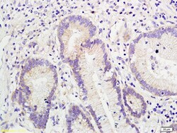 SLUG Rabbit anti-Human, Polyclonal, Bioss 100 &mu;L; Unconjugated:Antibodies,