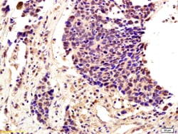 SLUG Rabbit anti-Human, Polyclonal, Bioss 100 &mu;L; Unconjugated:Antibodies,